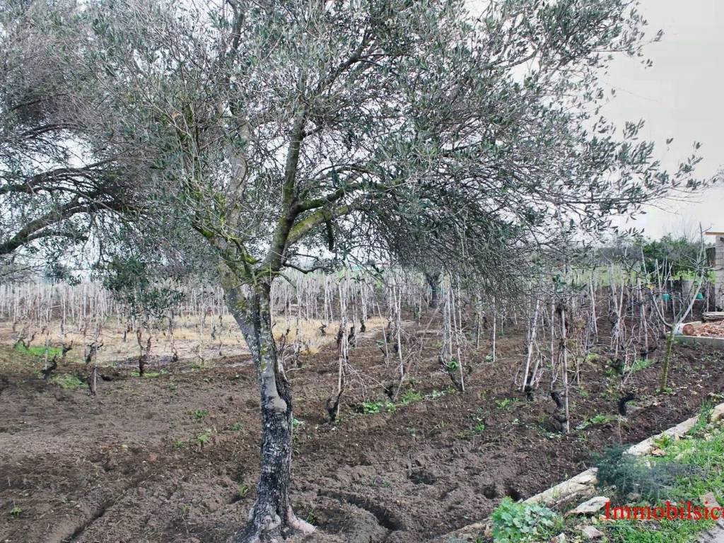 Terreno a Ispica in Contrada Pantano Curto No Number - Foto 2