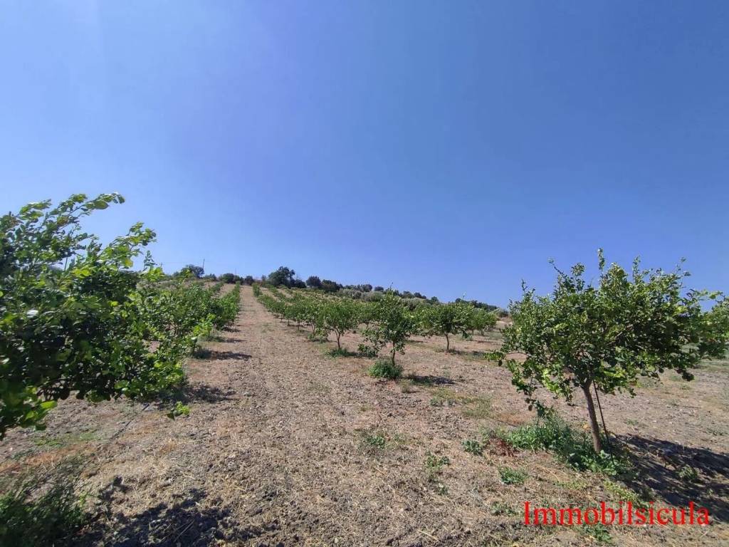 Terreno a Ispica in Contrada Cavafilo No Number - Foto 4