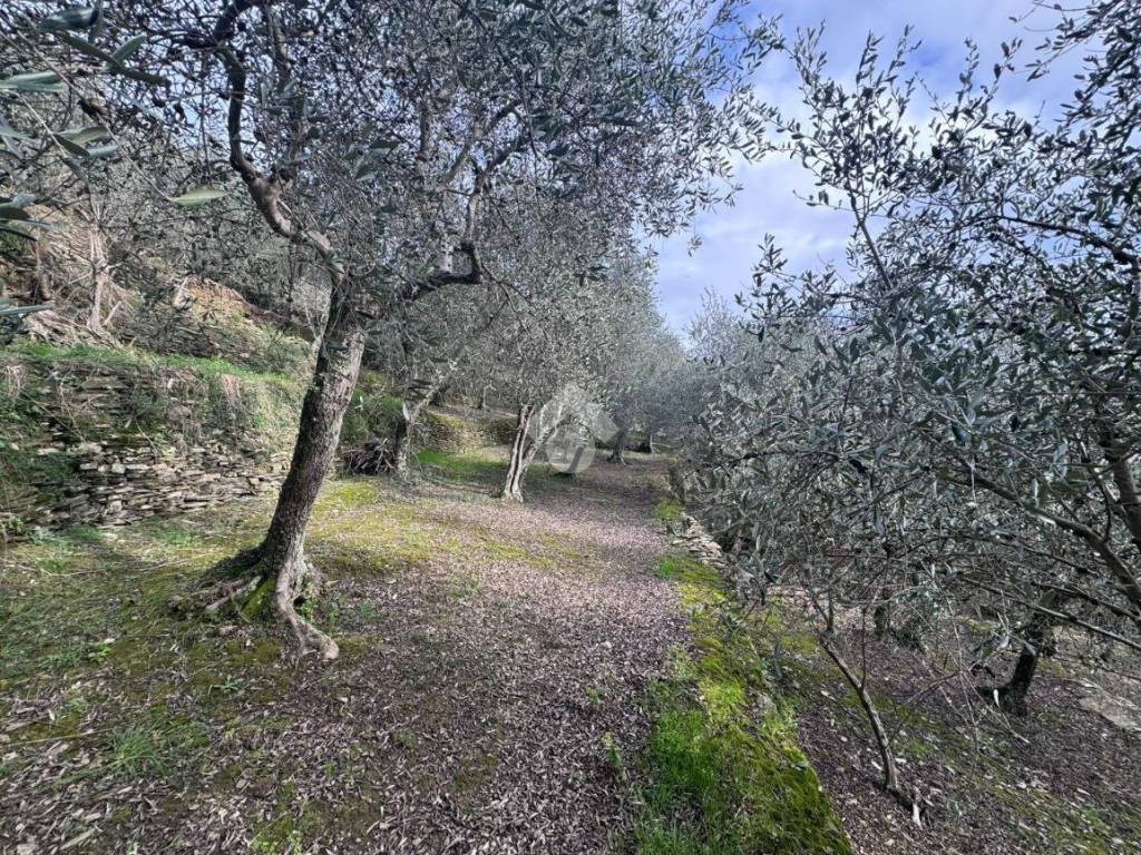 Terreno a Chiavari in Via Don Luigi Rosasco - Foto 2