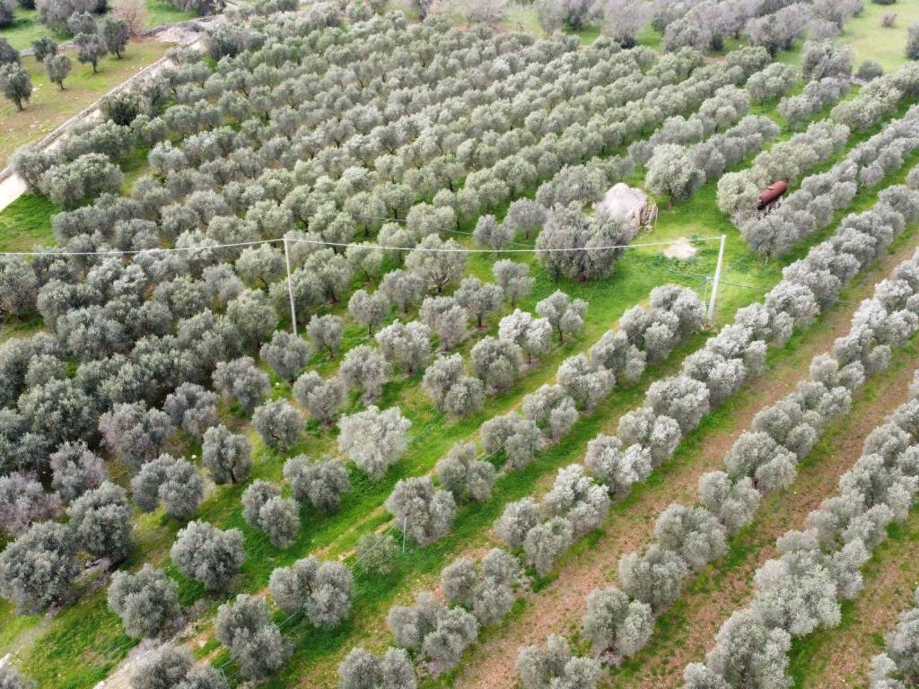 Terreno a San vito dei normanni in Contrada Laurelli - Foto 3