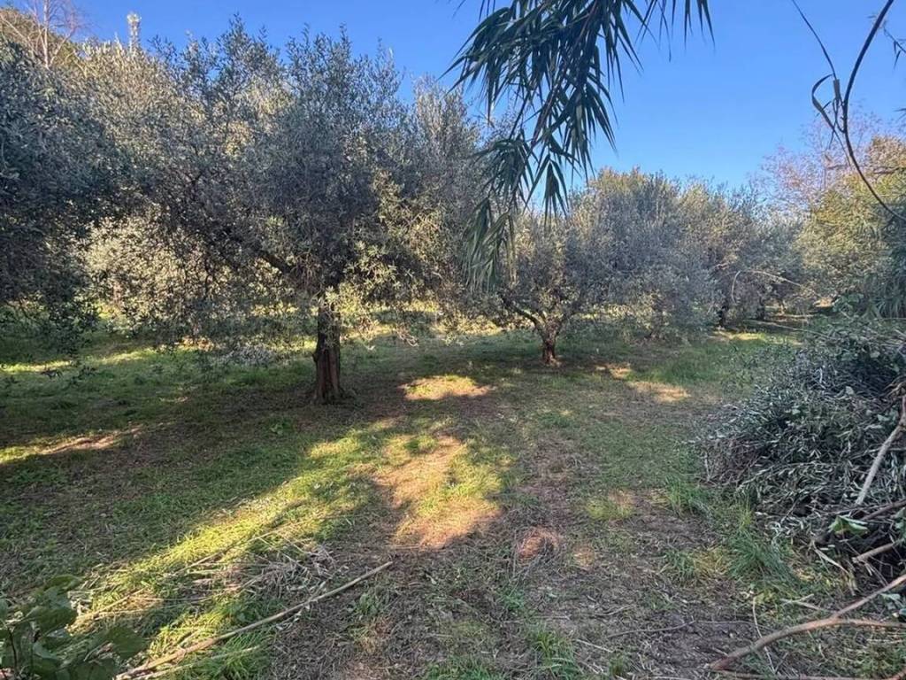 Rustico / casale a Sant'elpidio a mare in Strada Elpidiense - Foto 2