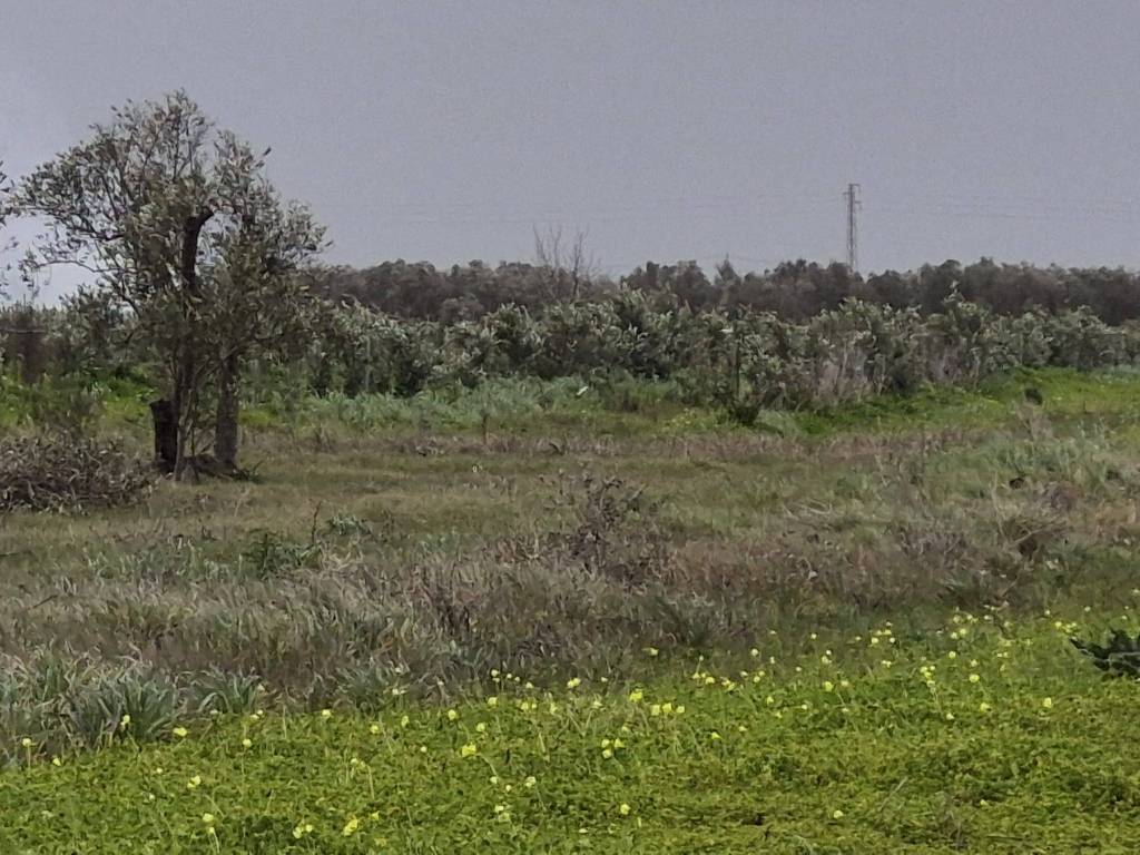 Terreno a Salice salentino in Strada Comunale da San Pancrazio Salice - Foto 3