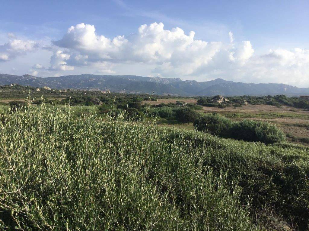 Rustico / casale a Aglientu - Foto 3