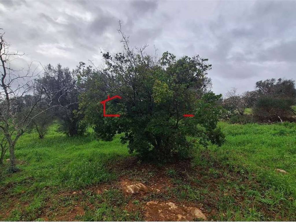 Rustico / casale a Carovigno - Foto 5