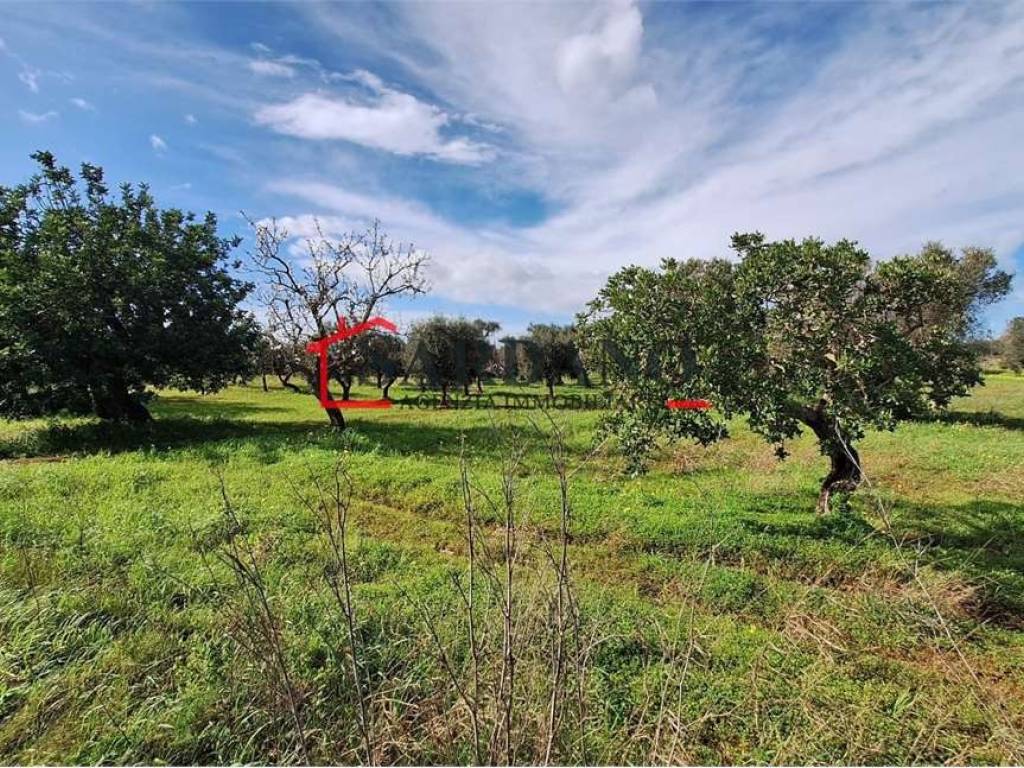 Terreno a Carovigno in Contrada Pezze D'Arena - Foto 4