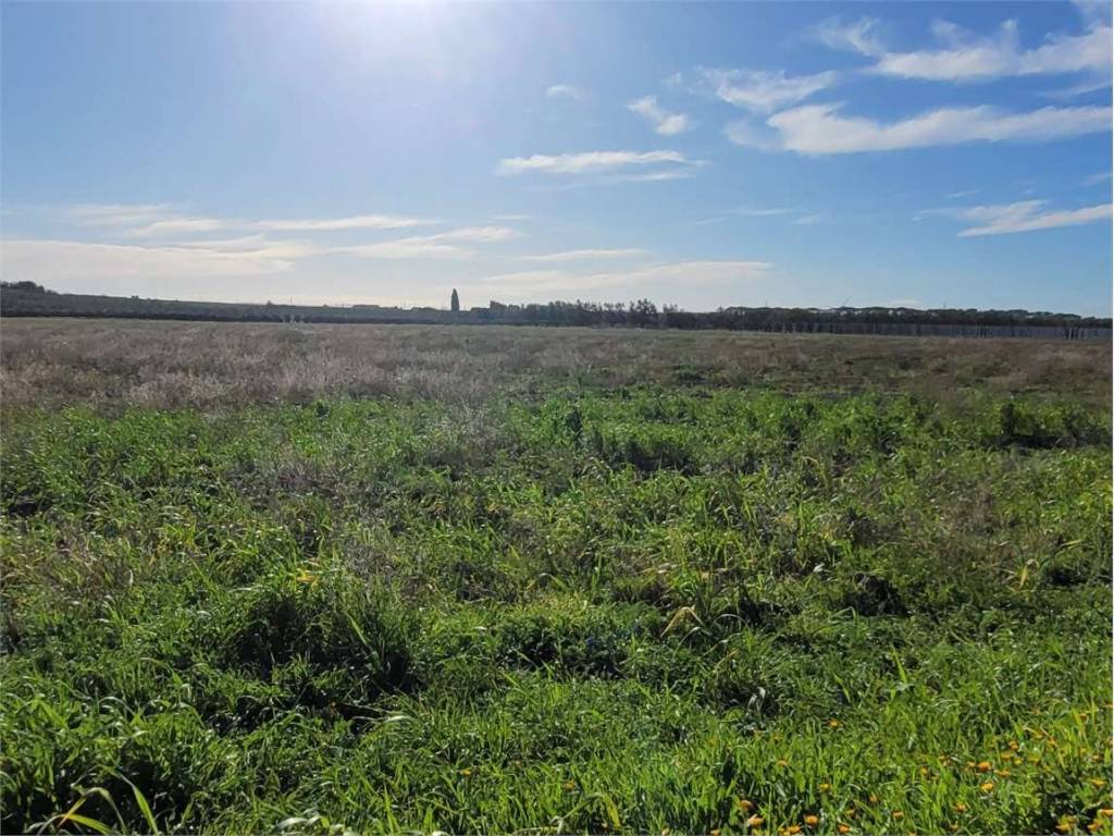 Terreno a Cerignola in S.S. 16 - Foto 3