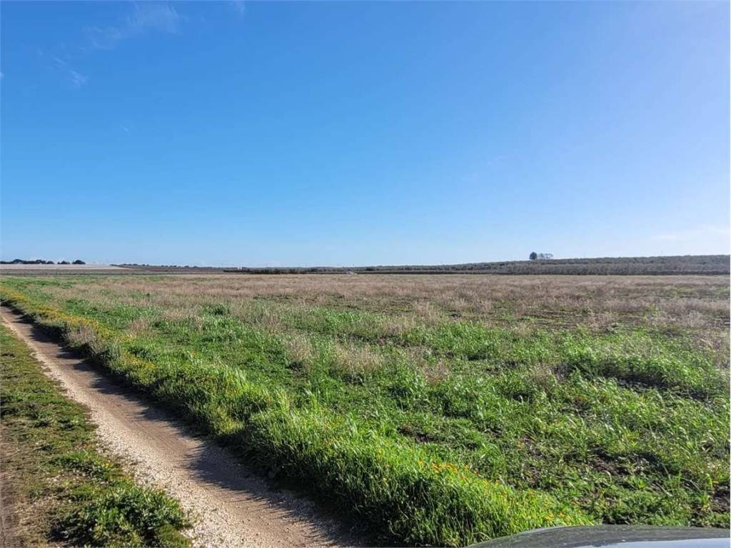 Terreno a Cerignola in S.S. 16 - Foto 5