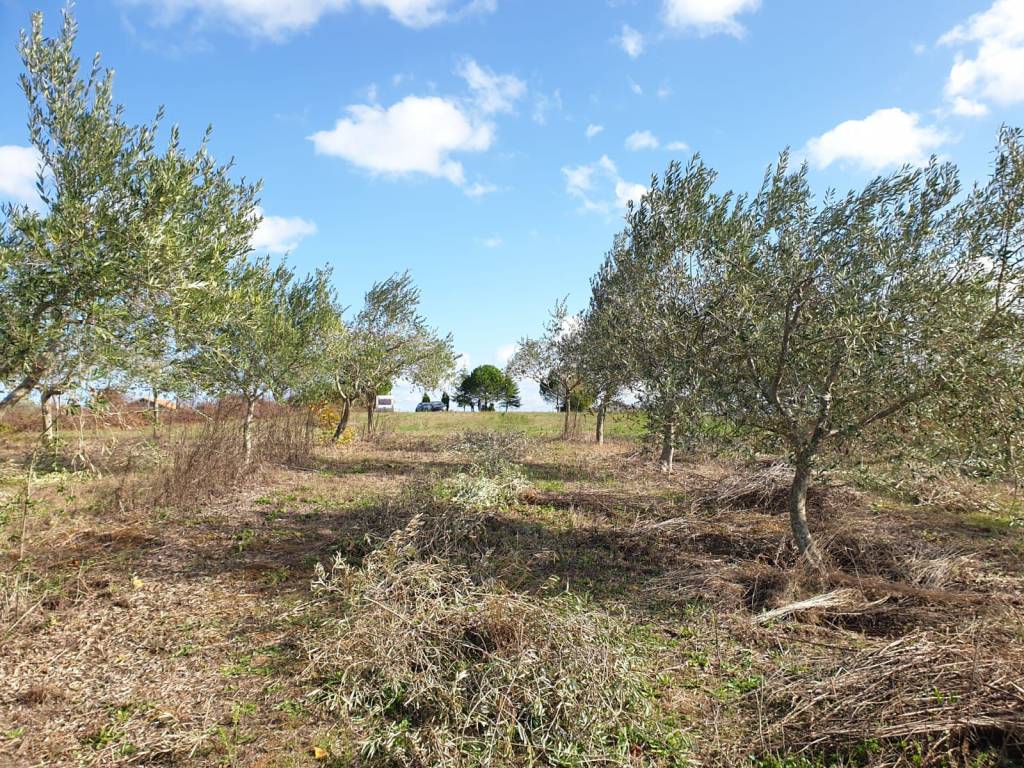 Terreno a Corropoli - Foto 4