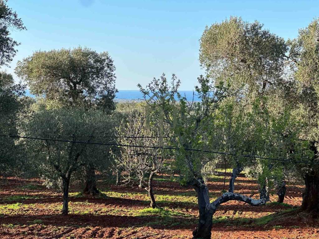 Rustico / casale a Ostuni in Contrada Tamburroni - Foto 3