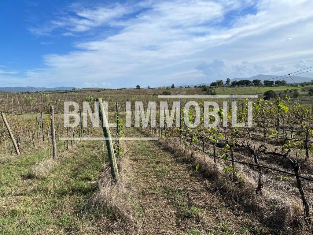 Terreno a Roccastrada in Località Muccaia - Foto 3