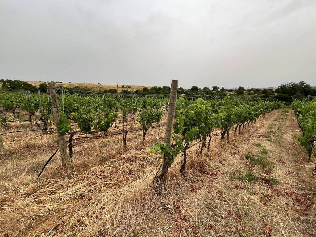 Terreno a Roccastrada in Località Muccaia - Foto 5