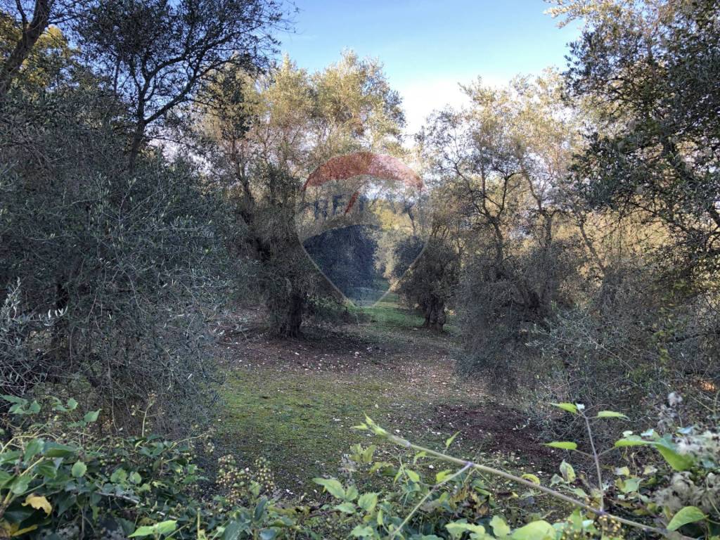Terreno a Vico del gargano in Strada Comunale del Canneto - Foto 3
