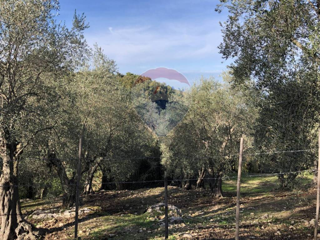 Terreno a Vico del gargano in Strada Comunale del Canneto - Foto 4