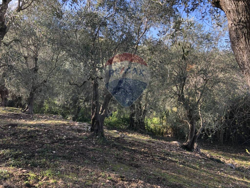 Terreno a Vico del gargano in Strada Comunale del Canneto - Foto 5