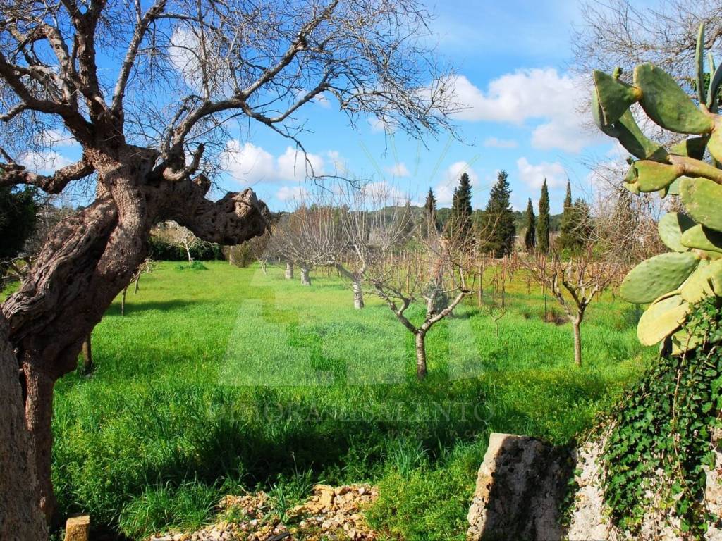 Terreno a Specchia in Strada Comunale Paduligne - Foto 4
