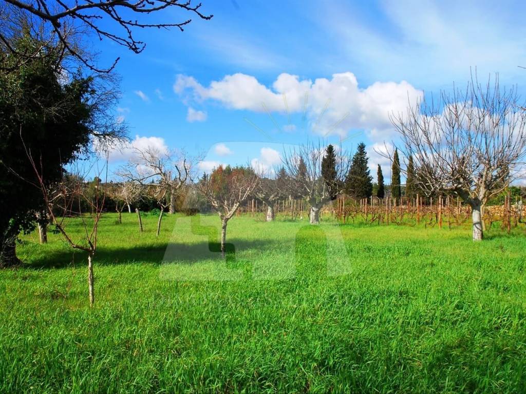 Terreno a Specchia in Strada Comunale Paduligne - Foto 5