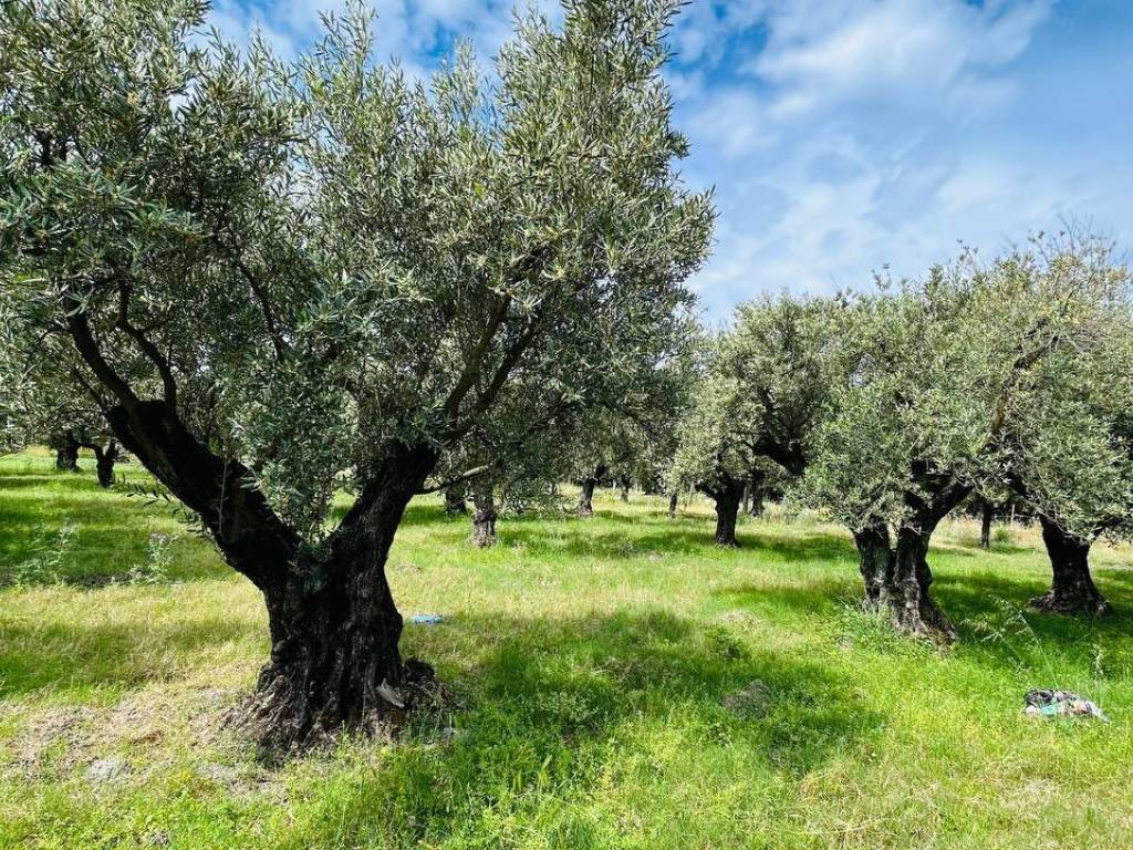 Terreno a Lamezia terme in Località Priano - Foto 2