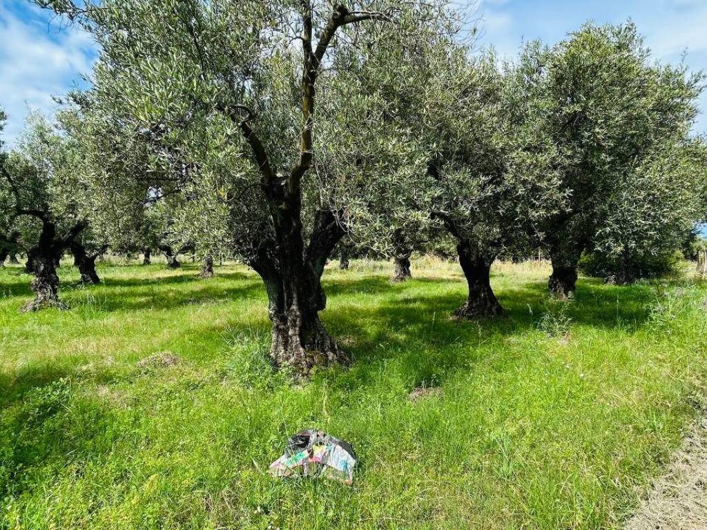 Terreno a Lamezia terme in Località Priano - Foto 3