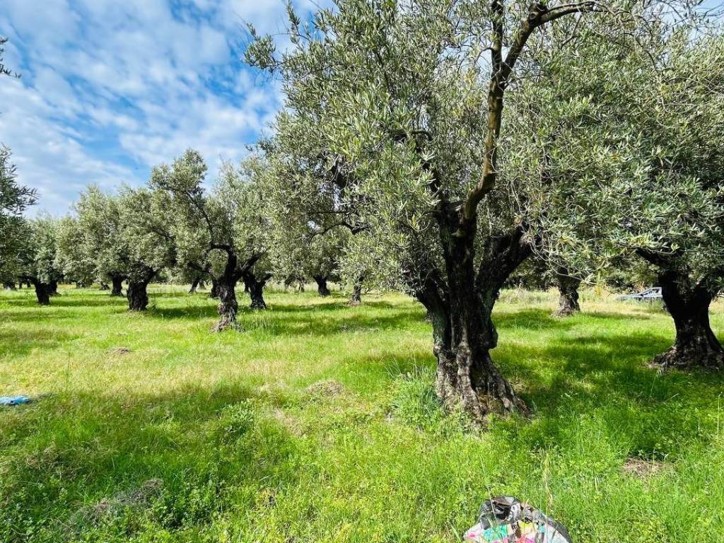 Terreno a Lamezia terme in Località Priano - Foto 4