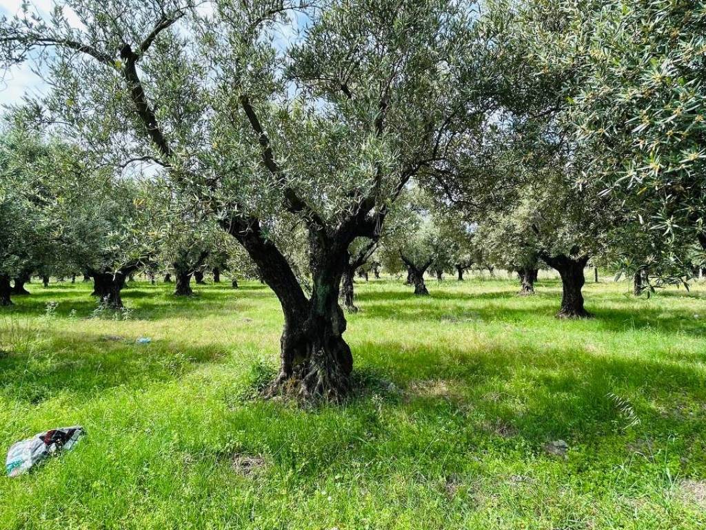 Terreno a Lamezia terme in Località Priano - Foto 5