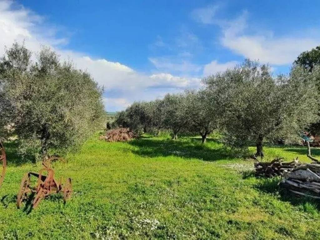Rustico / casale a Magliano in toscana - Foto 5