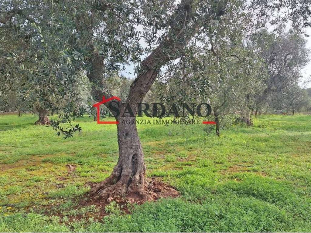 Terreno a Carovigno - Foto 2