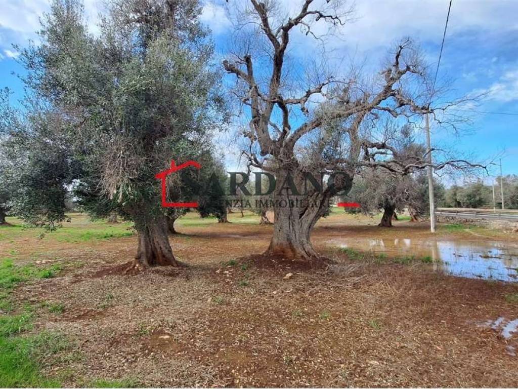 Terreno a Carovigno - Foto 2