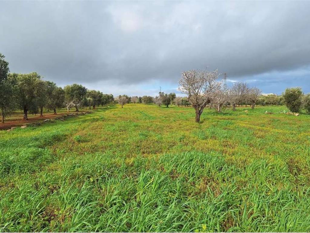 Terreno a Carovigno in Contrada Belvedere - Foto 2