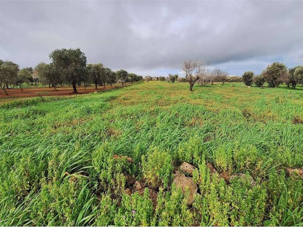 Terreno a Carovigno in Contrada Belvedere - Foto 3