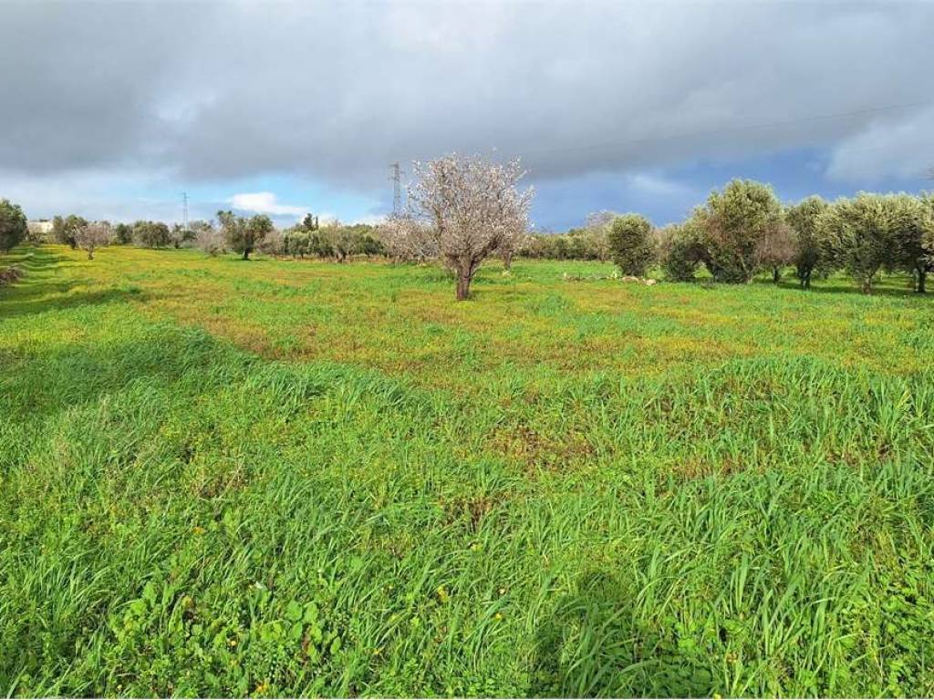 Terreno a Carovigno in Contrada Belvedere - Foto 4