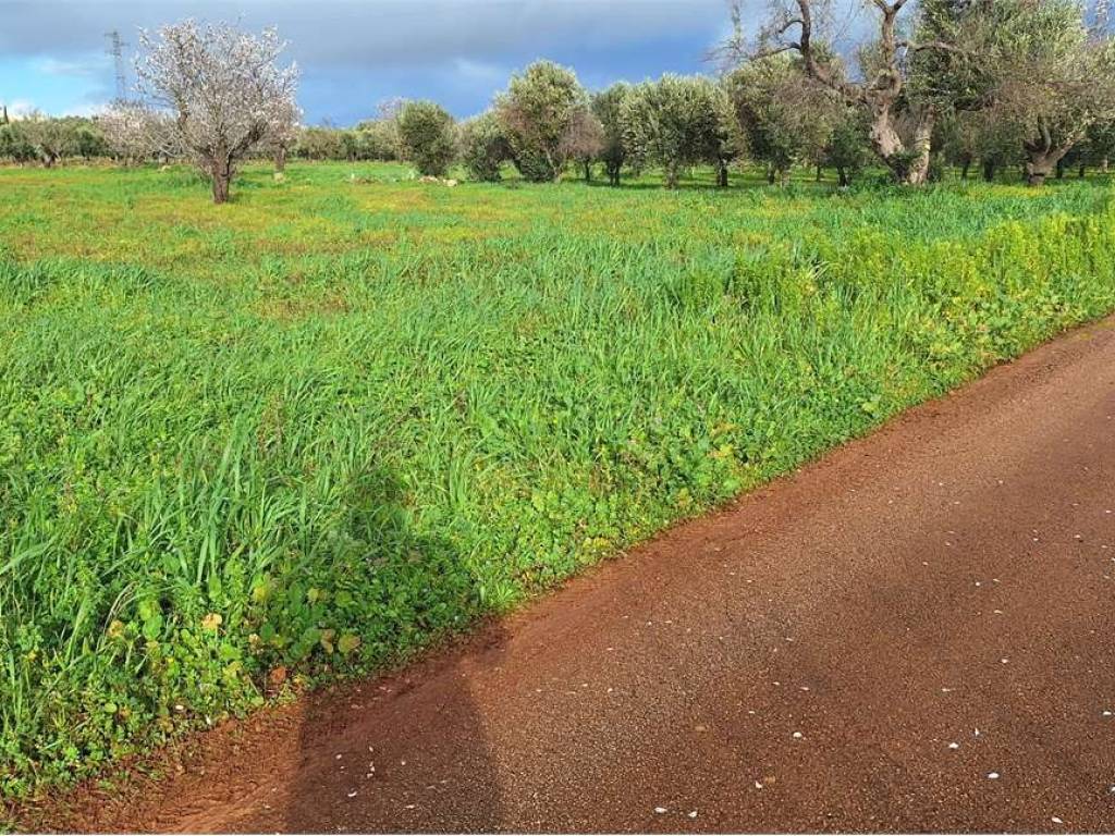 Terreno a Carovigno in Contrada Belvedere - Foto 5