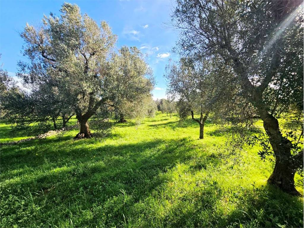 Terreno a Carovigno - Foto 2
