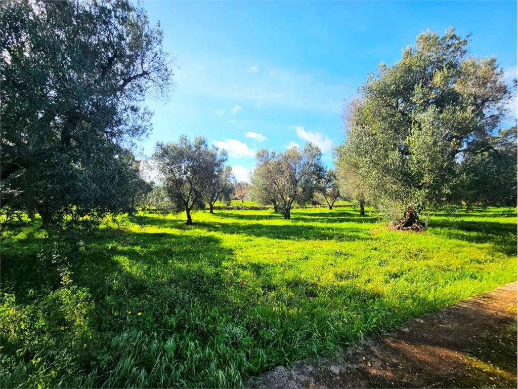Terreno a Carovigno - Foto 4
