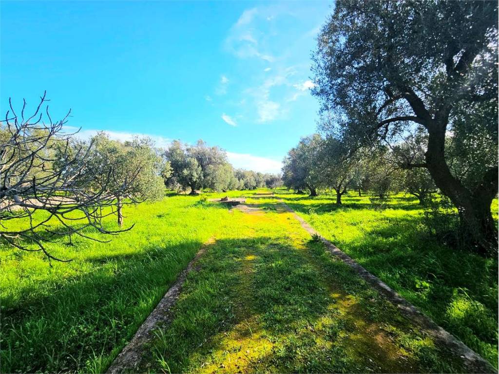 Terreno a Carovigno - Foto 5