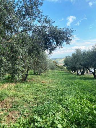Terreno a Capena in Via Provinciale Capena - Foto 3