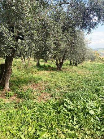 Terreno a Capena in Via Provinciale Capena - Foto 4