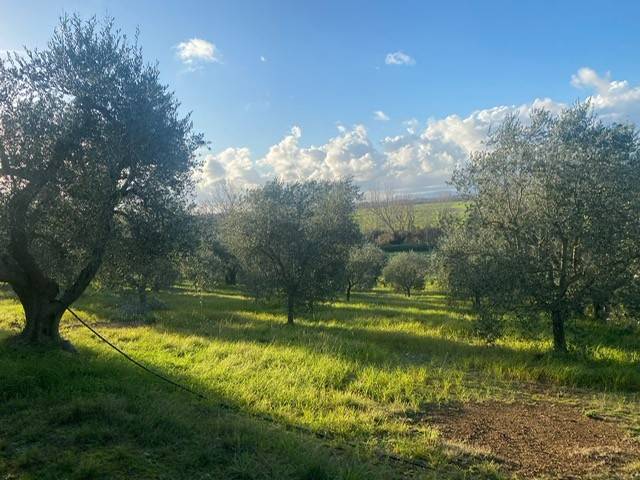 Rustico / casale a Grosseto in Case Sparse Molino Poggio Cavallo - Foto 5