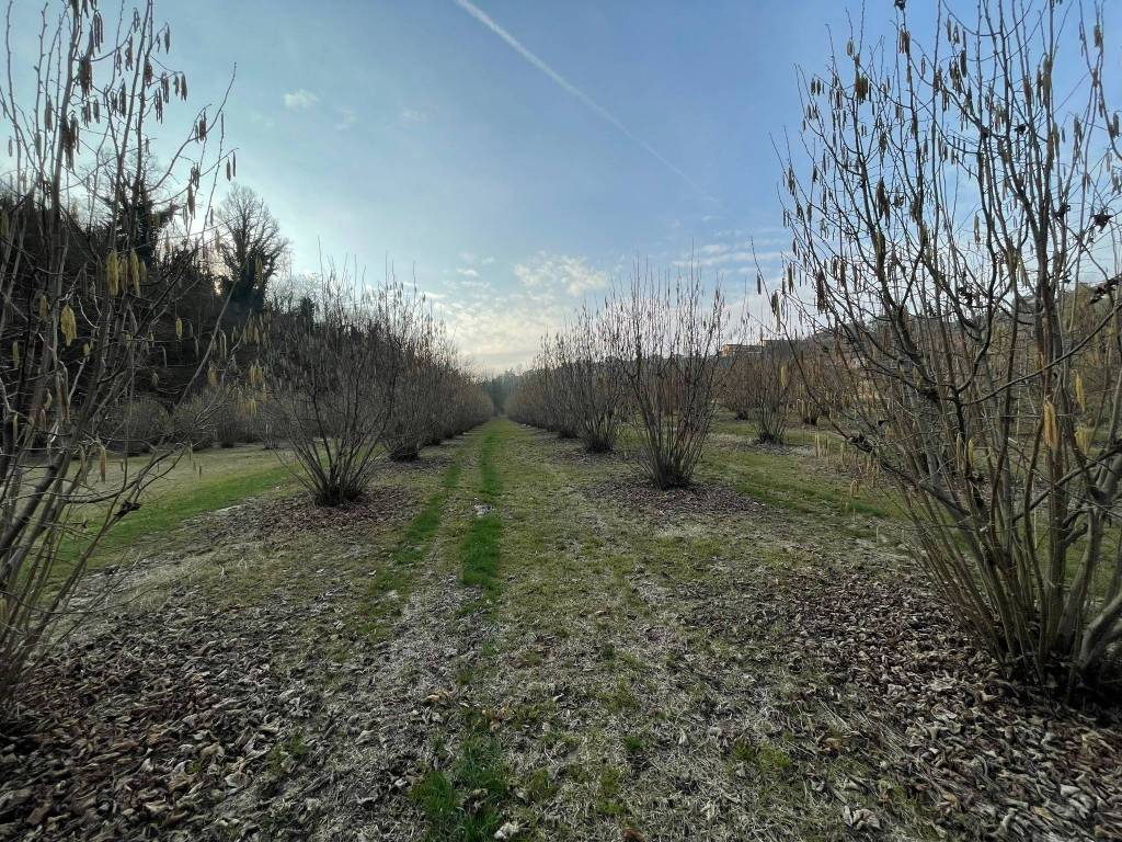 Terreno a Montaldo roero - Foto 2