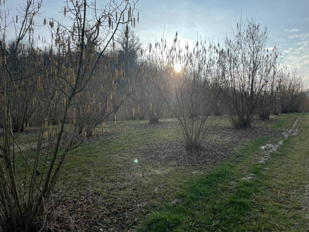 Terreno a Montaldo roero - Foto 3