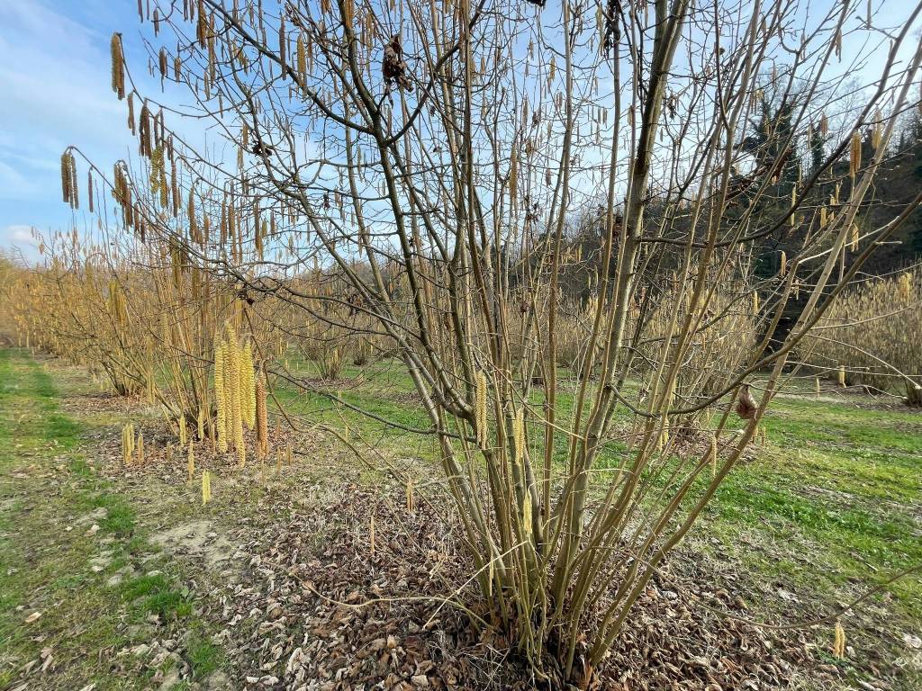 Terreno a Montaldo roero - Foto 4