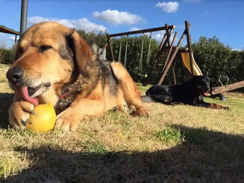 Rustico / casale a Castagneto carducci in Strada Comunale Delle Ferruggini - Foto 4