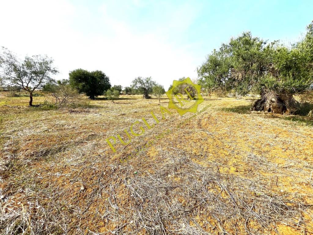 Terreno a Mola di bari in Contrada Cappella - Foto 4