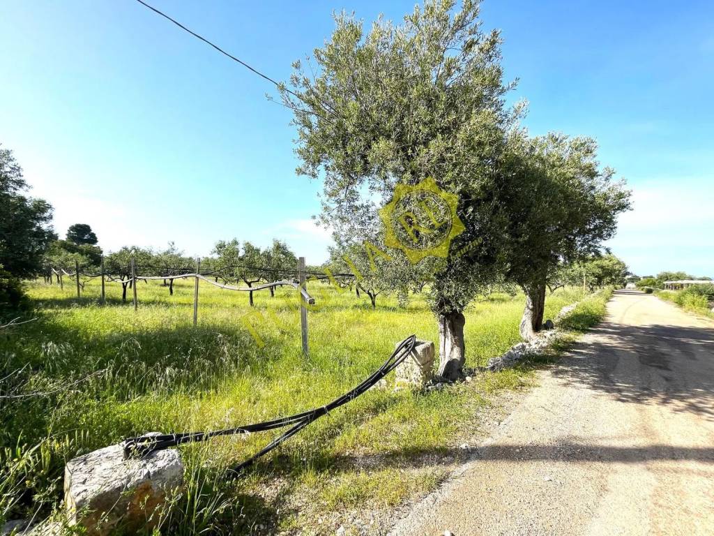 Terreno a Mola di bari in Vicinale Del Conte No Number - Foto 2