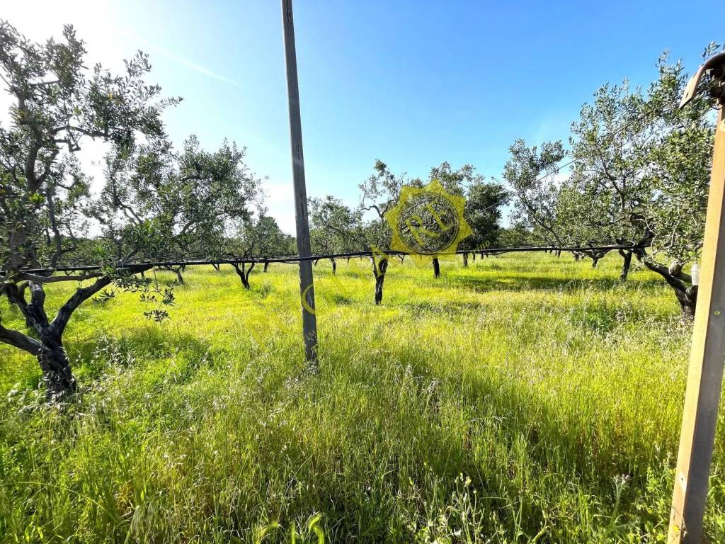 Terreno a Mola di bari in Vicinale Del Conte No Number - Foto 3