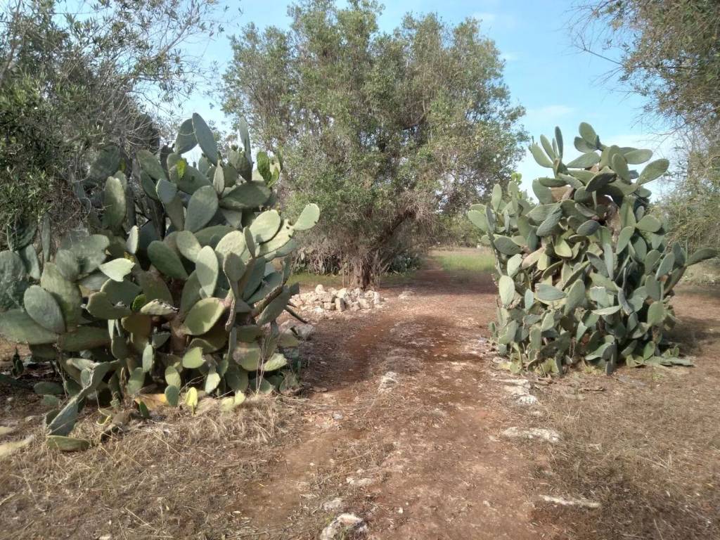 Terreno a Monteroni di lecce in Strada Comunale Caccari - Foto 4