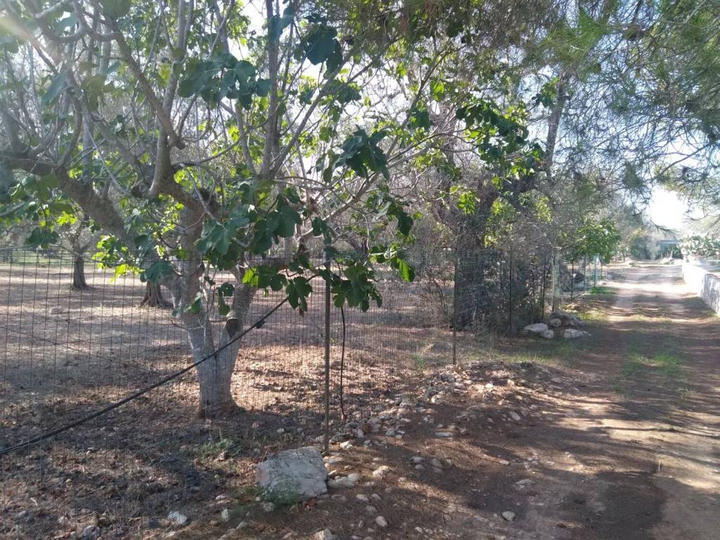 Terreno a Copertino in Pinco Centonze - Foto 3