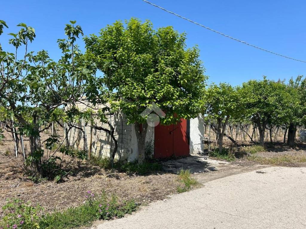 Terreno a Cerignola in Cerignola Campagna, 1 - Foto 2