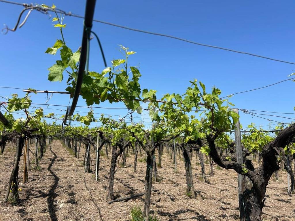 Terreno a Cerignola in Cerignola Campagna, 1 - Foto 3