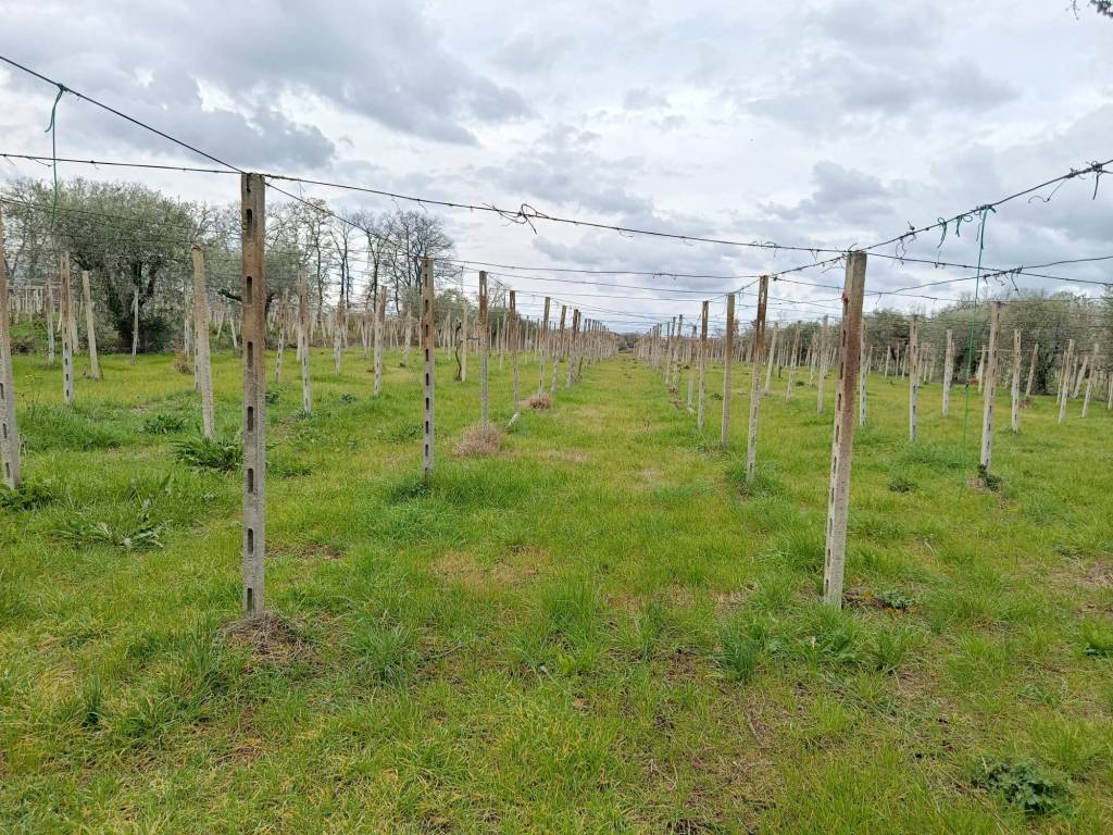 Terreno a Poggiofiorito - Foto 2