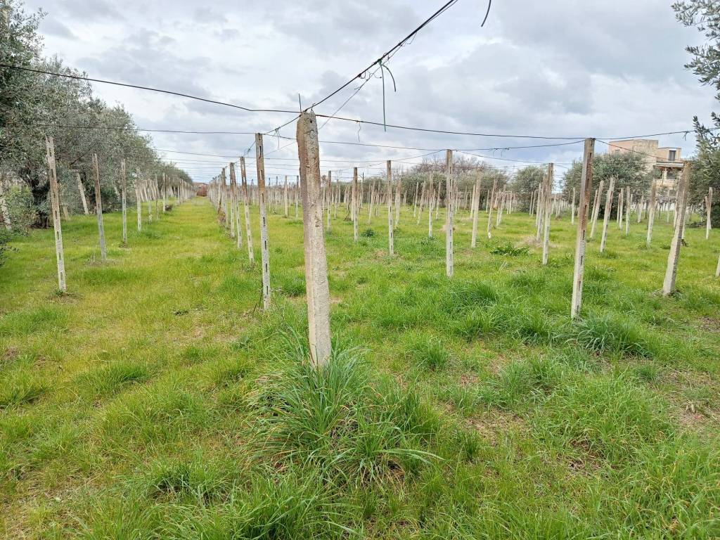 Terreno a Poggiofiorito - Foto 3